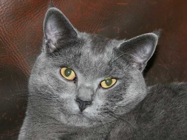 Main photo of Clover