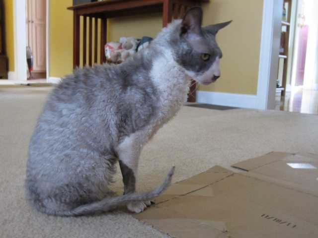 Photo of Gorgeous Cornish Rex kitten, must see