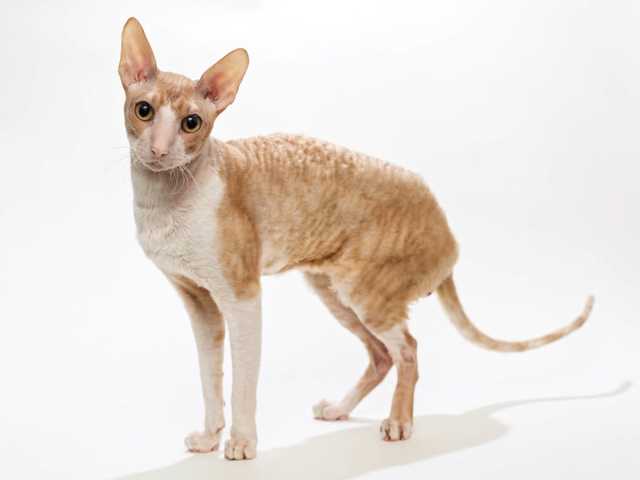 Photo of Nova