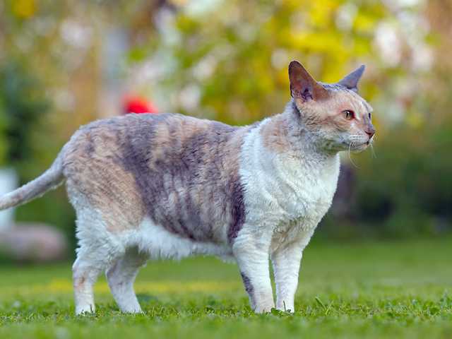 Photo of Coco