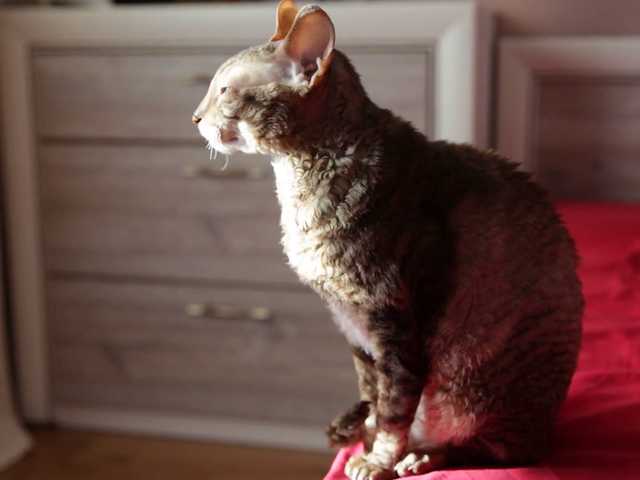 Main photo of Max