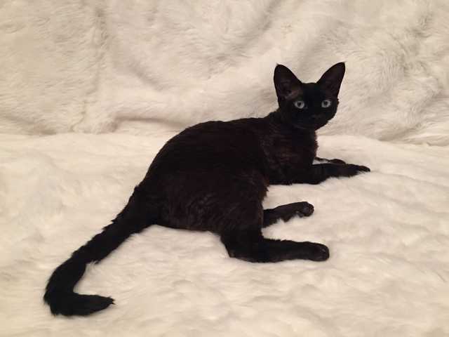 Main photo of Maple