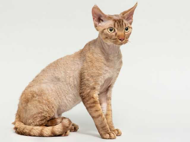 Photo of Peanut