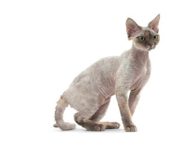 Photo of 3-month-old kitten for sale, great with kids