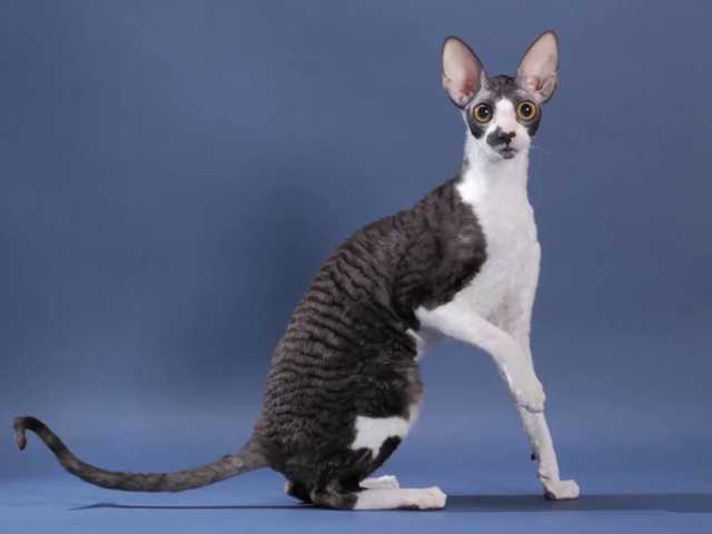 Photo of Gorgeous Devon Rex cat, must see