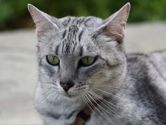 Main photo of Smokey