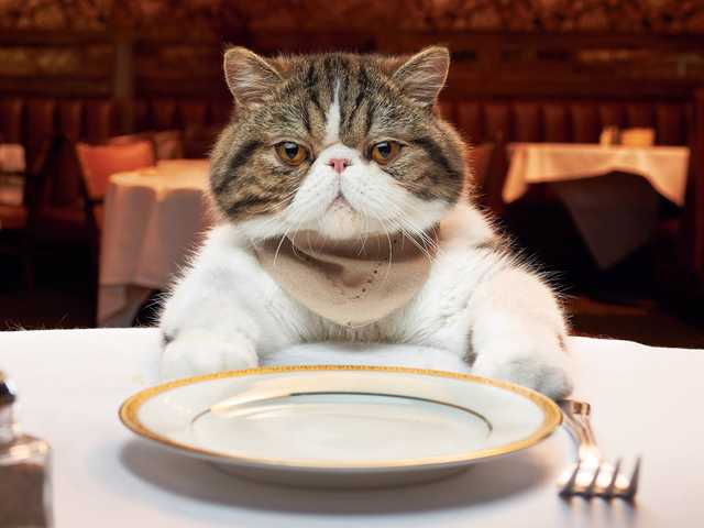 Photo of Gorgeous Exotic Shorthair kitten, must see