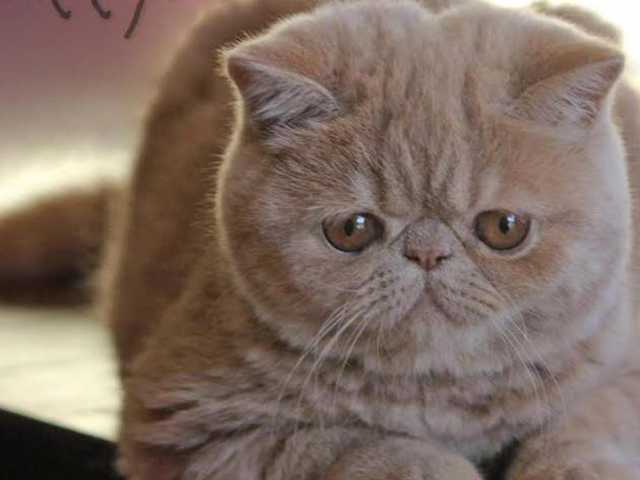 Main photo of Gorgeous Exotic Shorthair kitten, must see