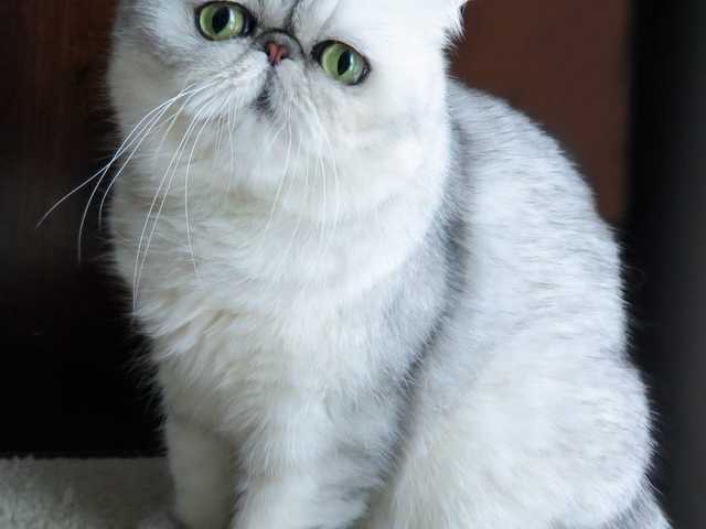 Main photo of Nala
