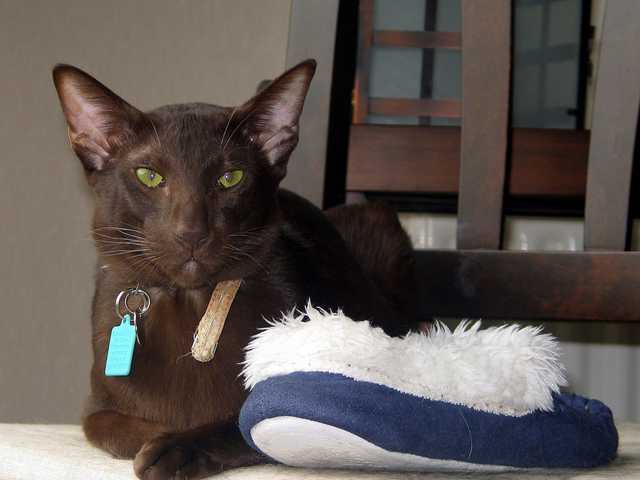 Photo of Max