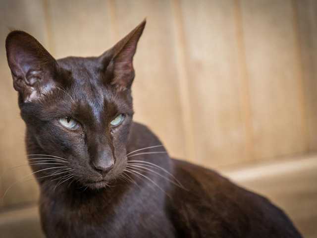 Photo of Hazel