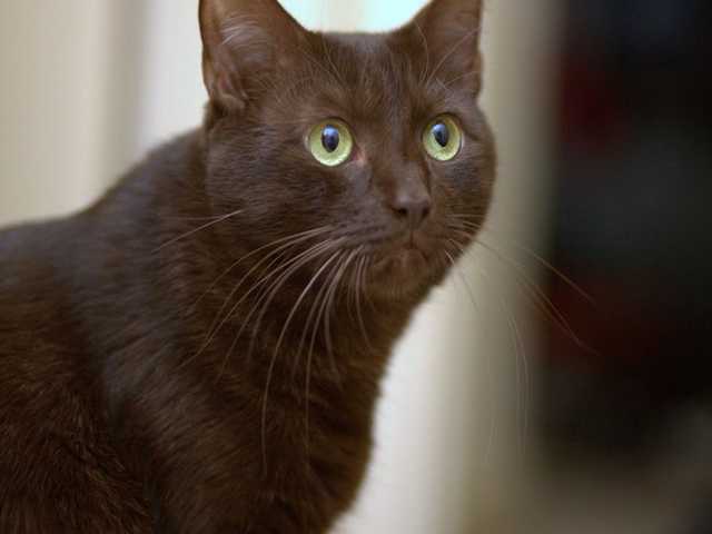 Photo of Gorgeous Havana Brown kitten, must see