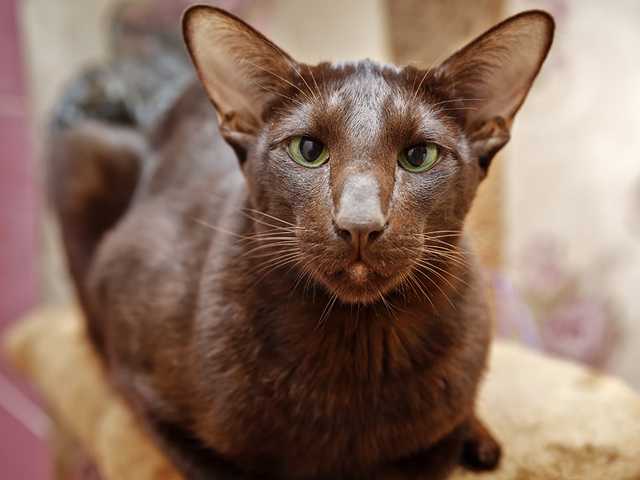 Photo of Gorgeous Havana Brown cat, must see