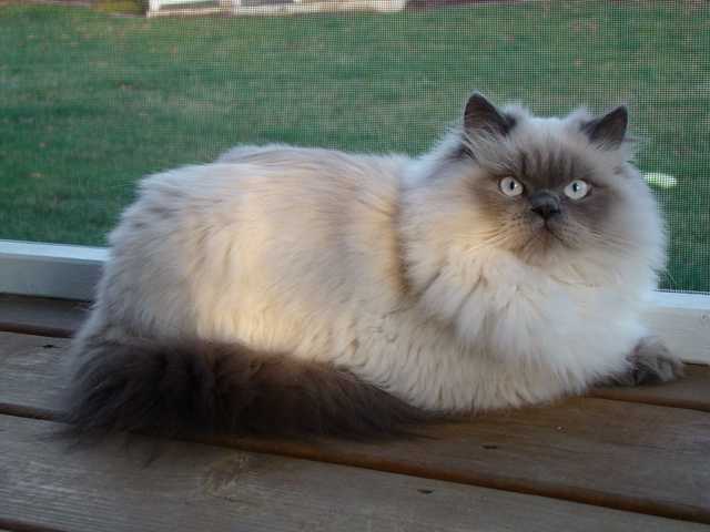 Main photo of Kiki