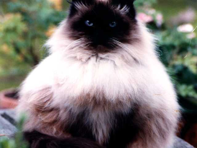 Photo of Beautiful 5-month-old kitten for sale