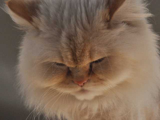 Photo of Gorgeous Himalayan cat, must see