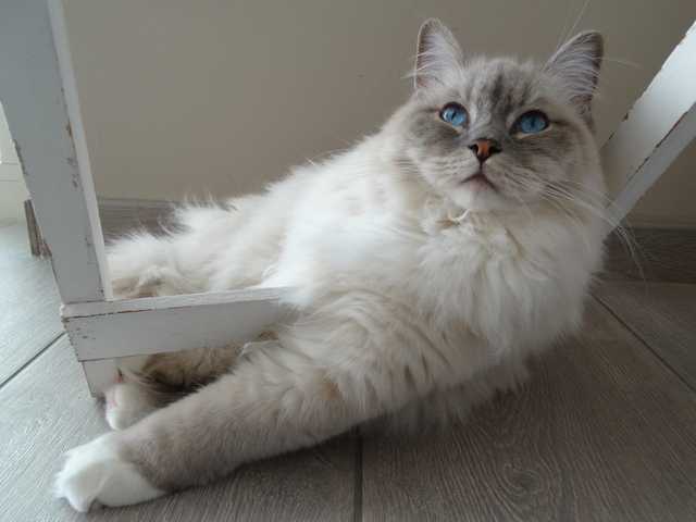 Photo of Coco