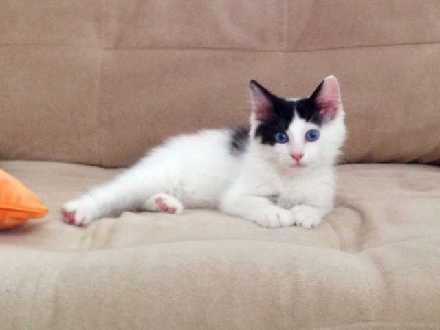 Photo of Affectionate Japanese Bobtail kitten for rehoming