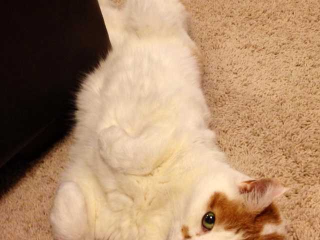 Photo of Affectionate Japanese Bobtail kitten for rehoming