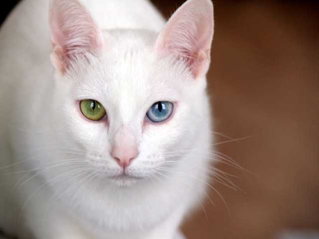 Main photo of Charlie