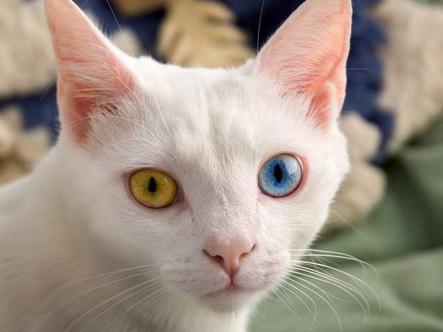 Photo of Percy
