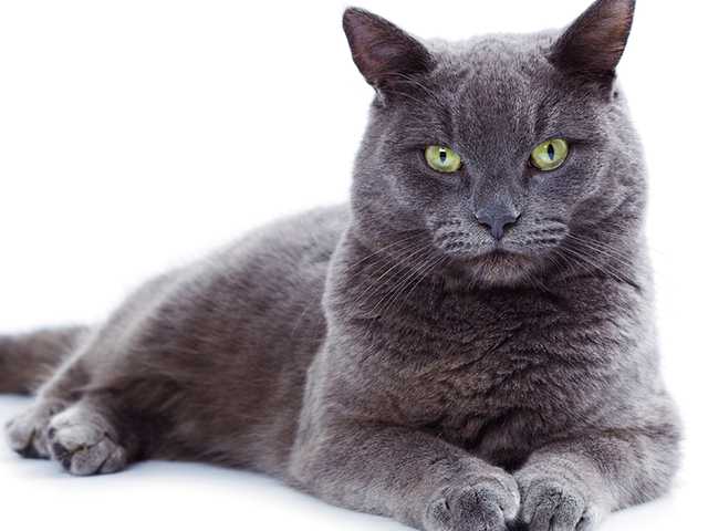 Photo of 4-month-old kitten for sale, great with kids