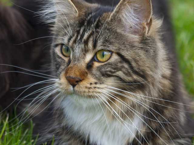 Photo of Lucy