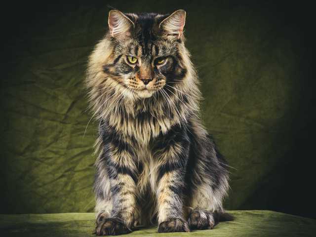 Photo of 9-month-old kitten for sale, great with kids