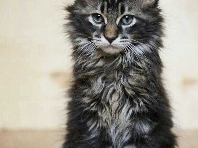 Photo of Adorable Maine Coon kitten looking for a home