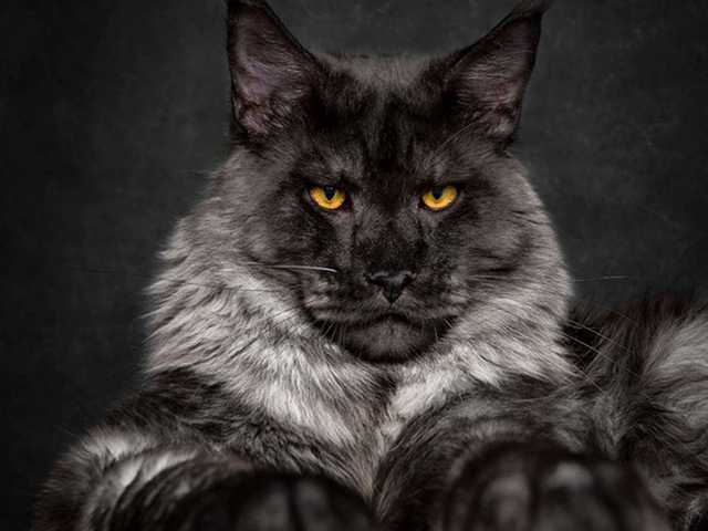 Photo of Maine Coon kitten ready for a loving home
