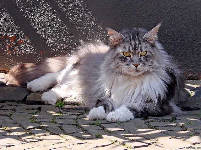 Main photo of Basil
