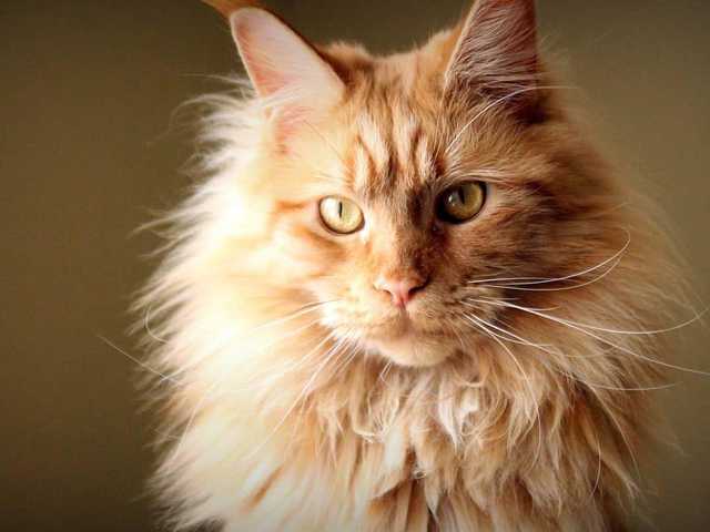 Photo of Milo