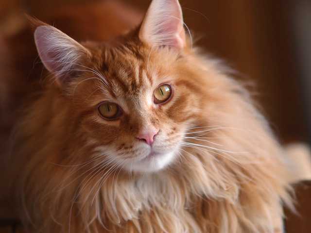 Photo of Marigold