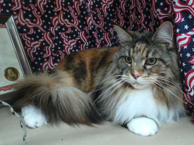 Photo of Adorable Maine Coon cat looking for a home