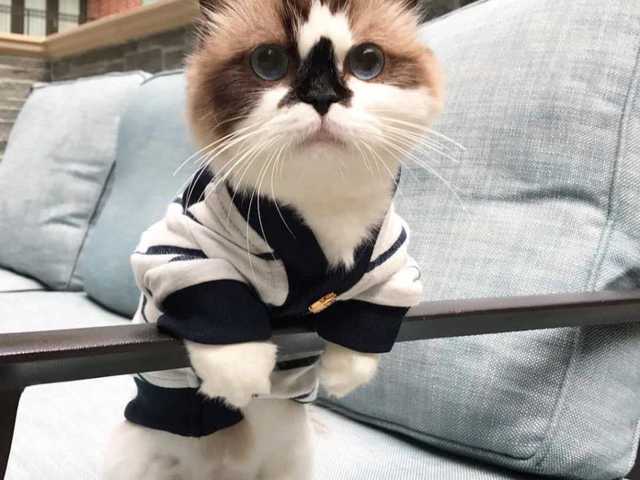 Main photo of Beautiful 5-year-old cat for sale