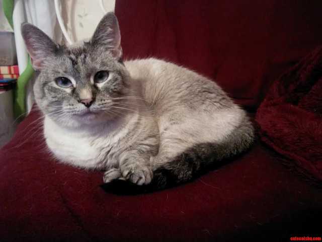 Photo of Beautiful 3-month-old kitten for sale