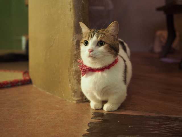 Photo of Pearl