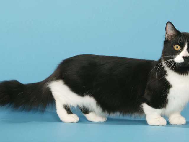 Main photo of Affectionate Munchkin cat for rehoming