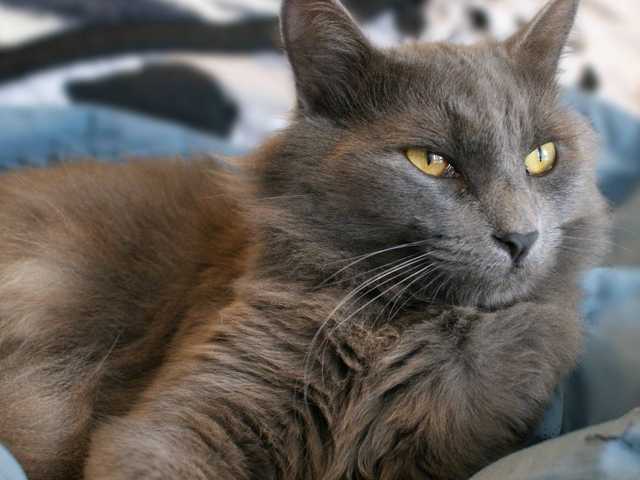 Photo of 4-year-old cat for sale, great with kids