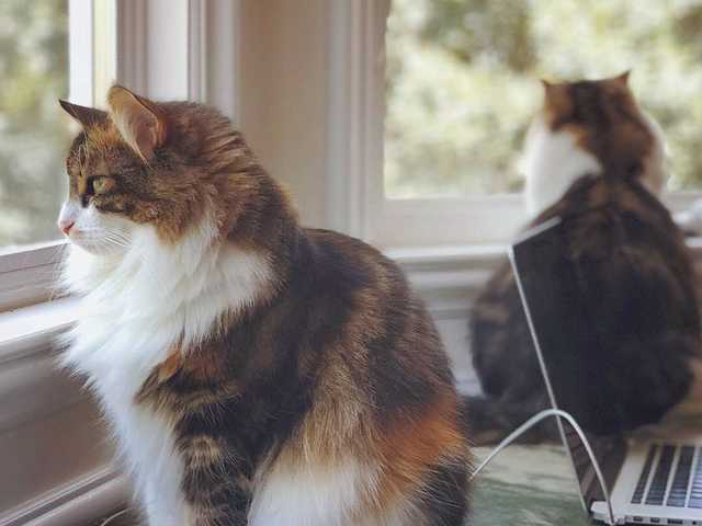 Photo of Freya