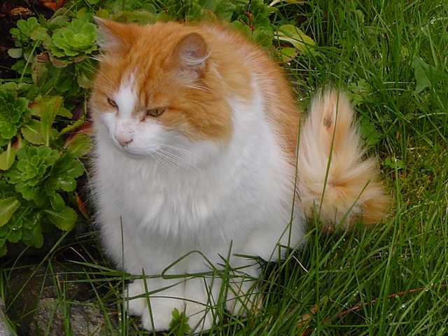 Photo of Basil