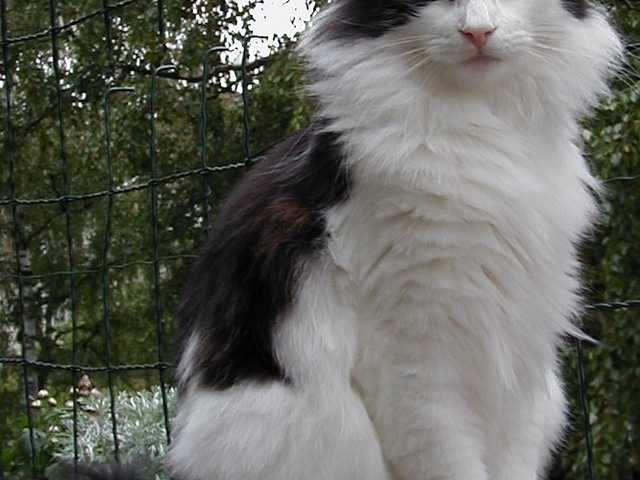 Photo of Kiki
