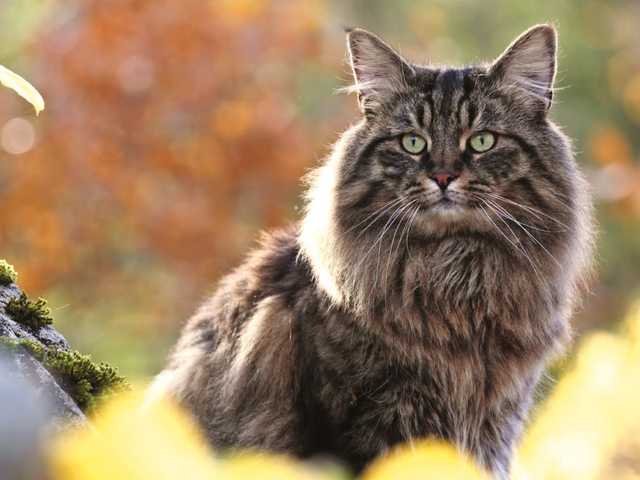 Photo of Rosie
