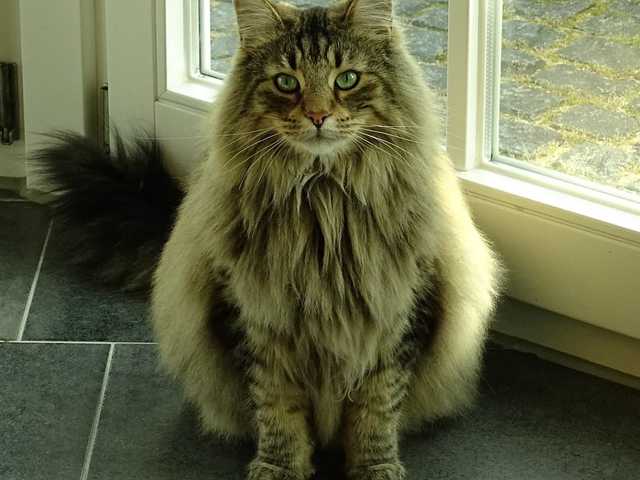 Main photo of Affectionate Norwegian Forest Cat cat for rehoming
