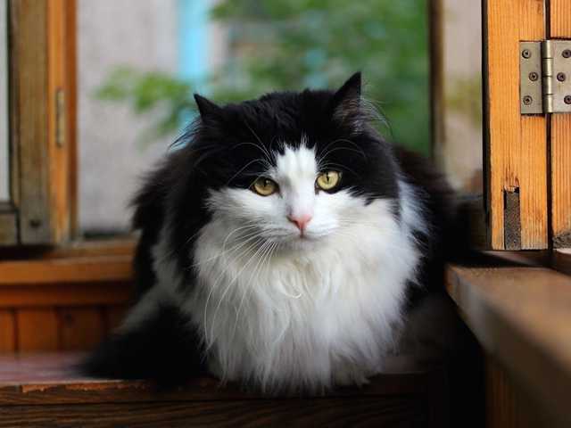 Photo of Norwegian Forest Cat kitten ready for a loving home