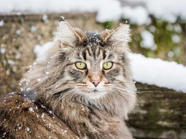 Photo of Peanut