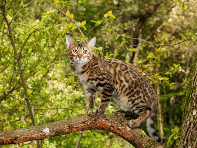 Photo of Ocicat cat looking for a quiet home