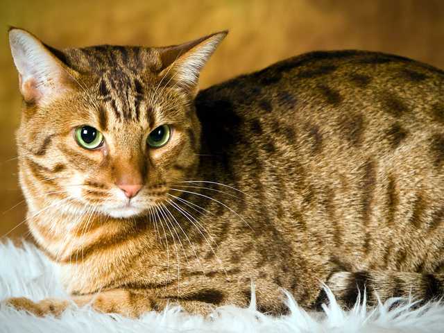 Photo of Otis