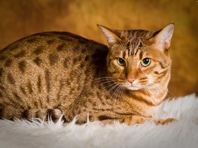 Photo of Merlin