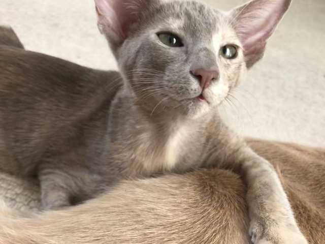 Main photo of Kiki